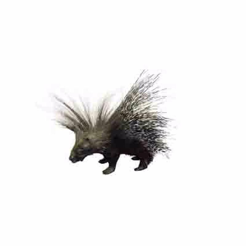 Porcupine Full Mount For Sale P4