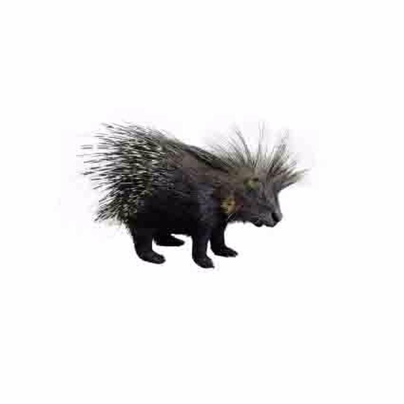 Porcupine Full Mount For Sale P9