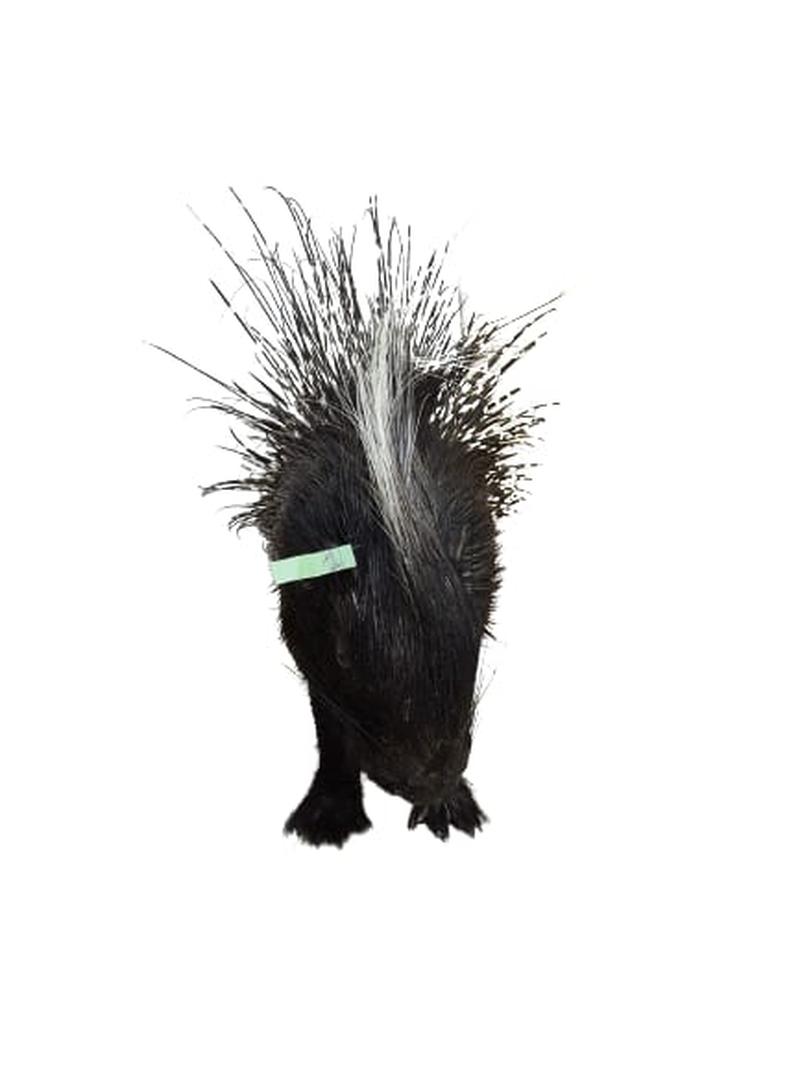 Porcupine Full Mount - PFM001 - Image 2