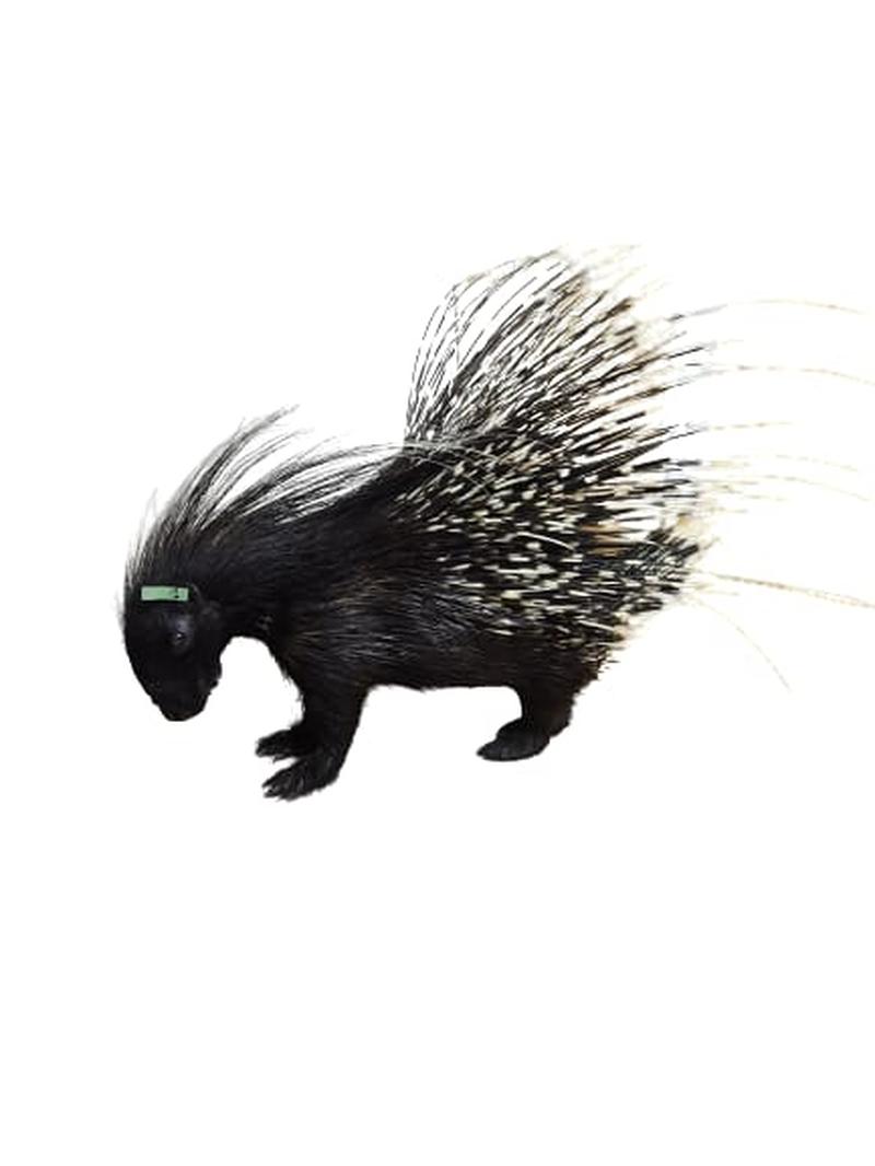 Porcupine Full Mount - PFM001 - Image 3