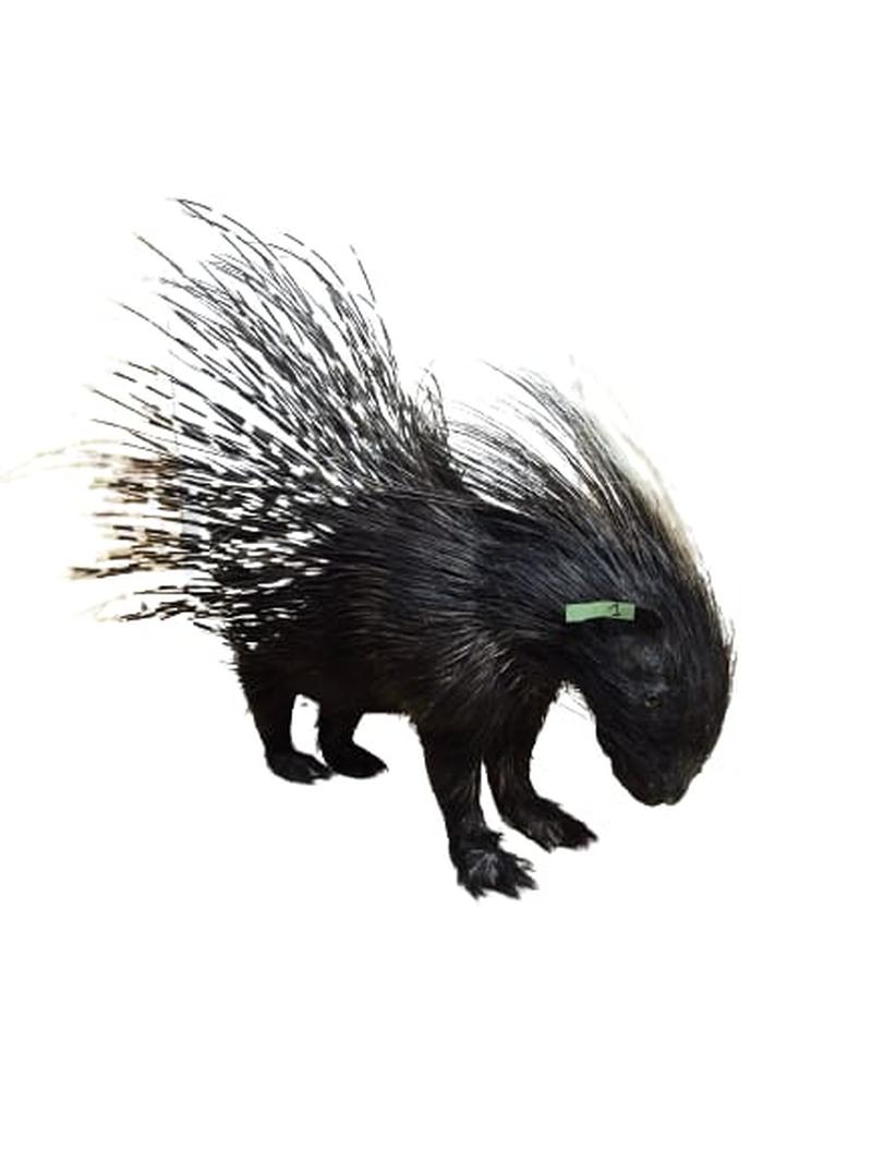Porcupine Full Mount - PFM001