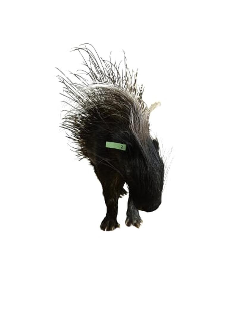 Porcupine Full Mount - PFM002 - Image 2