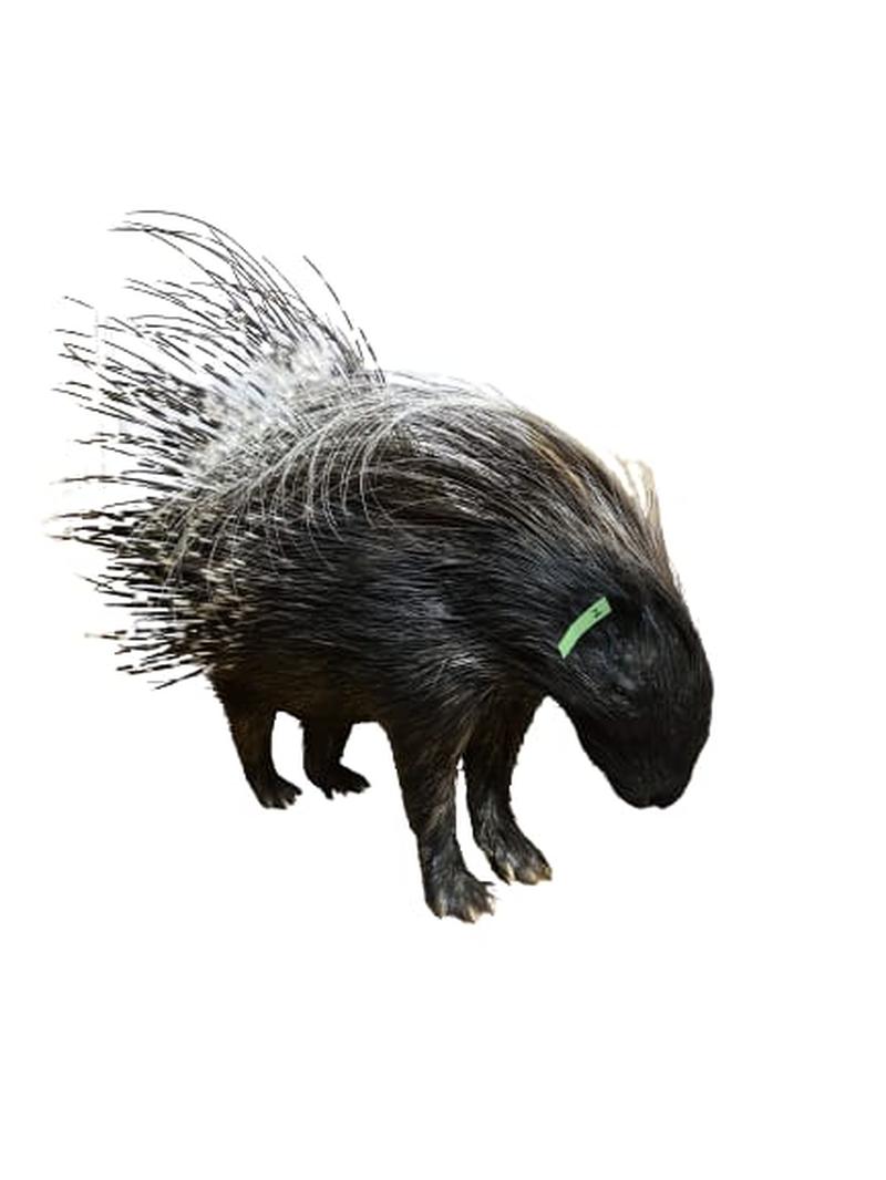 Porcupine Full Mount - PFM002 - Image 3