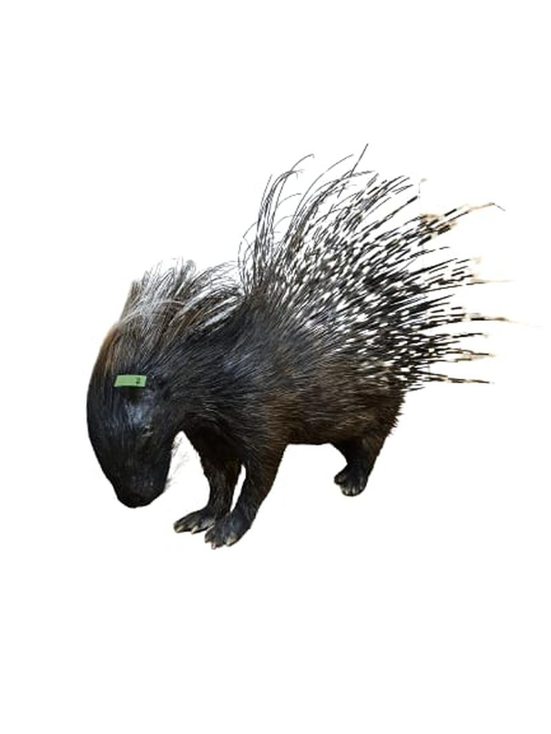 Porcupine Full Mount - PFM002