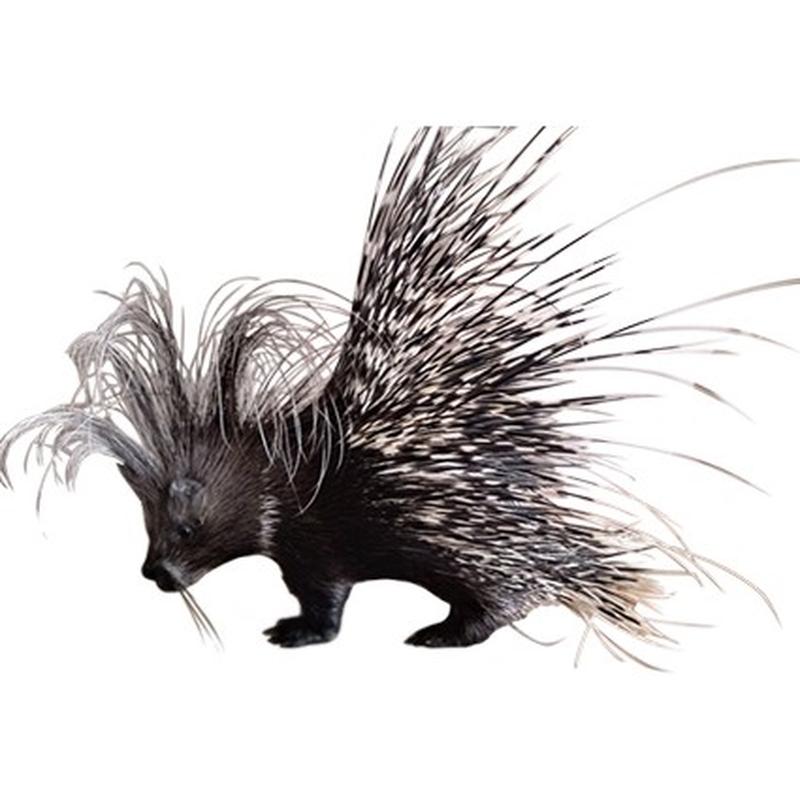 Porcupine Full Mount PFM011