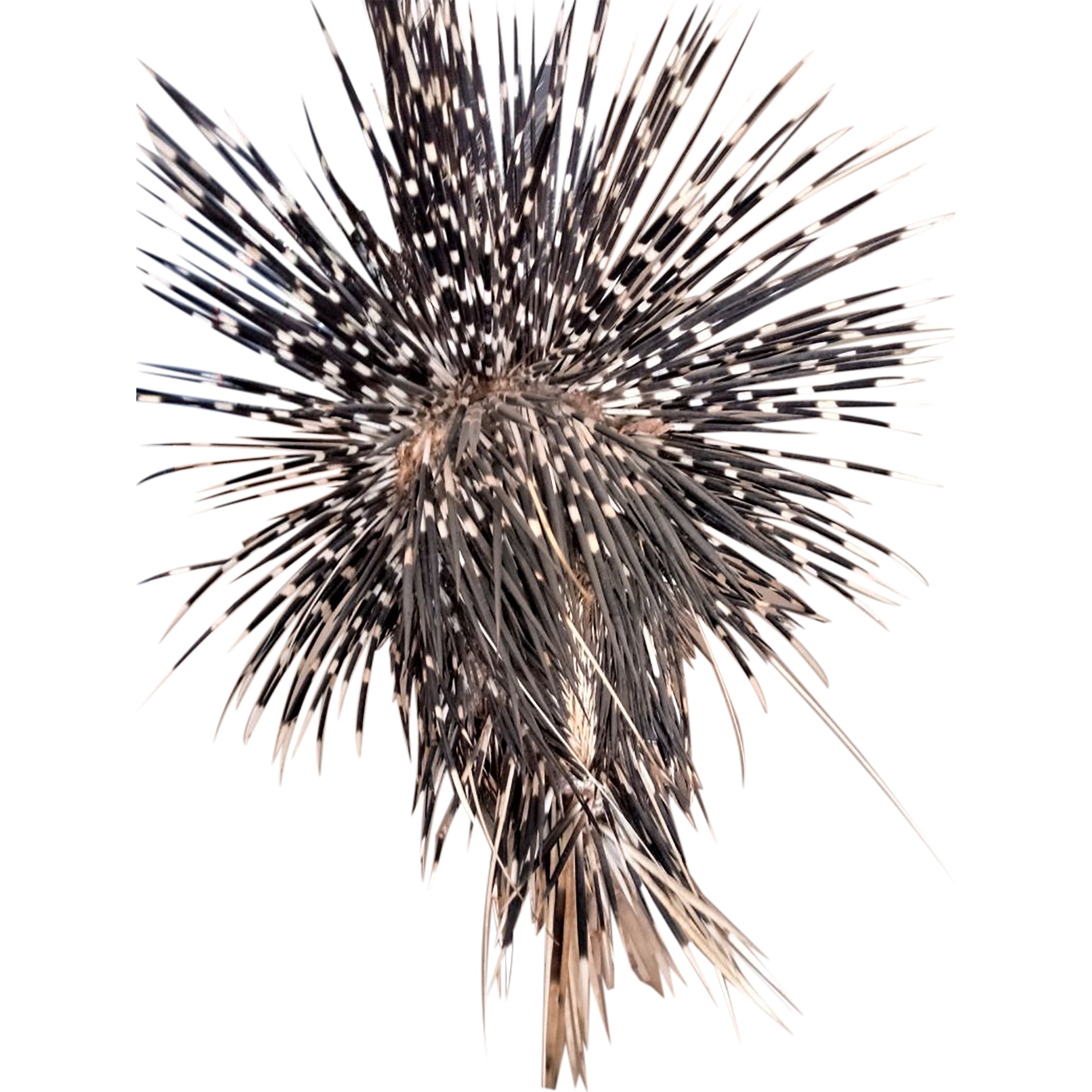 Porcupine Full Mount PFM022 - Image 2