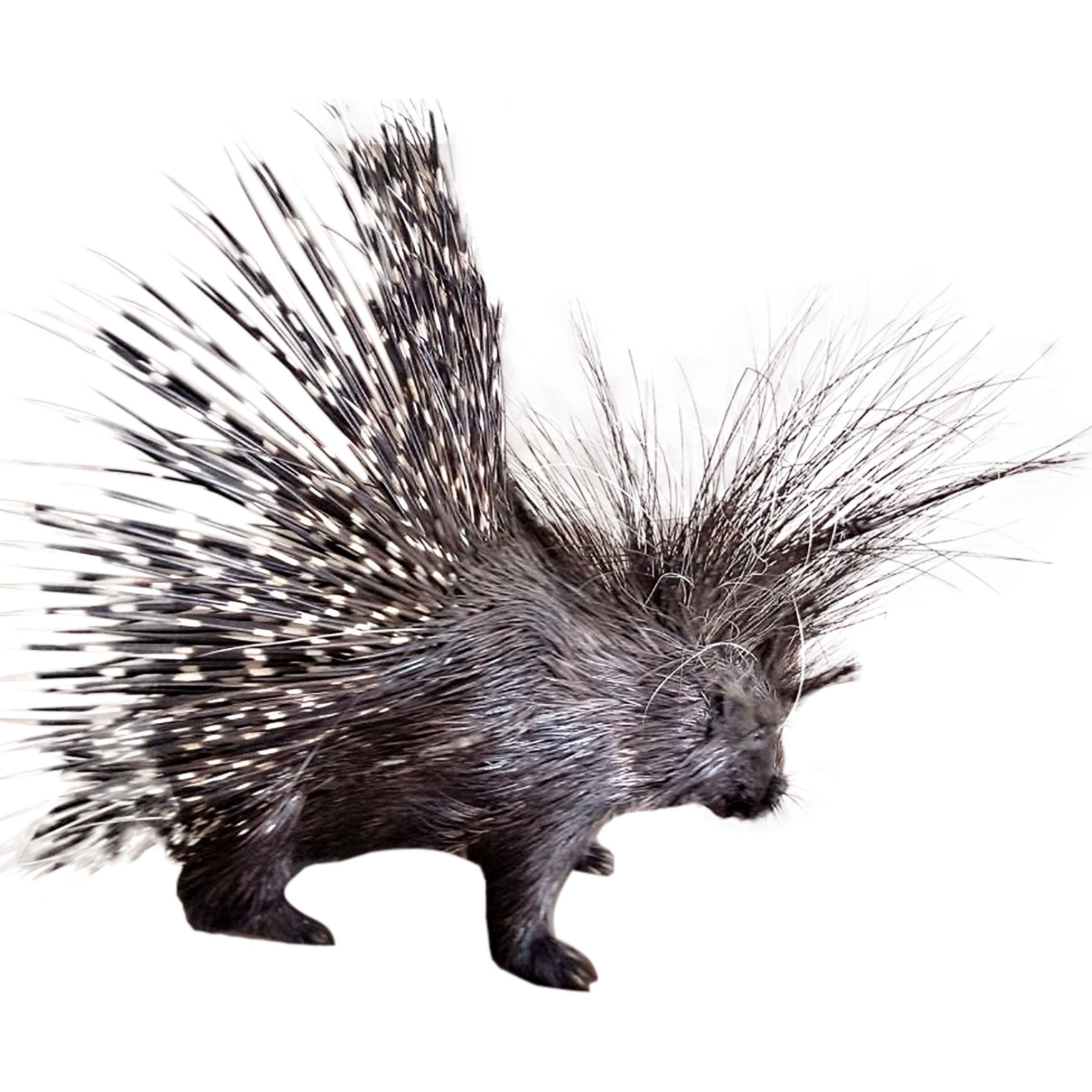 Porcupine Full Mount PFM022