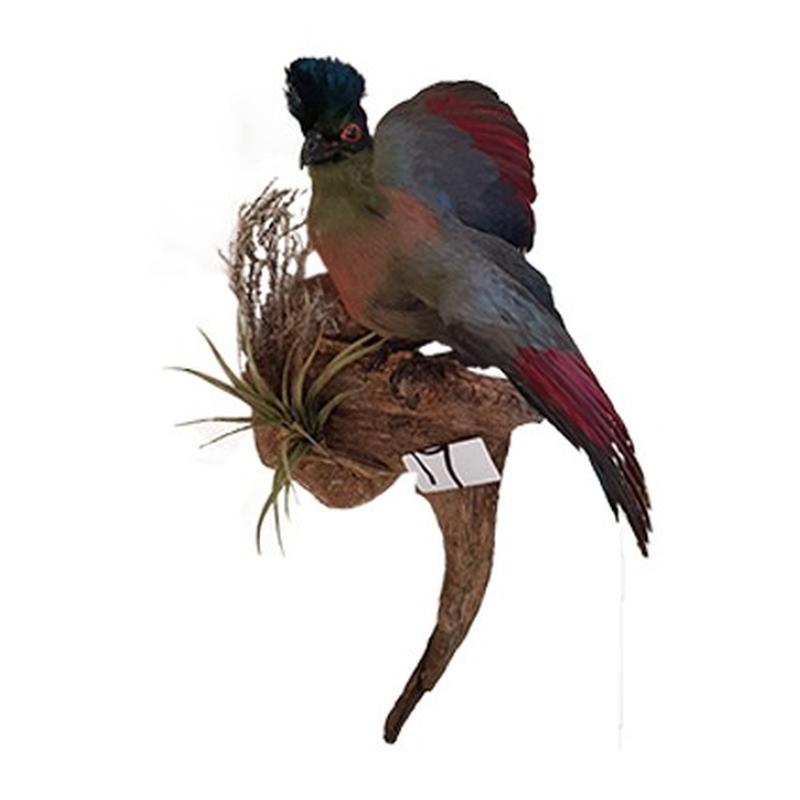 Purplecrested Lourie Full Mount - Image 2