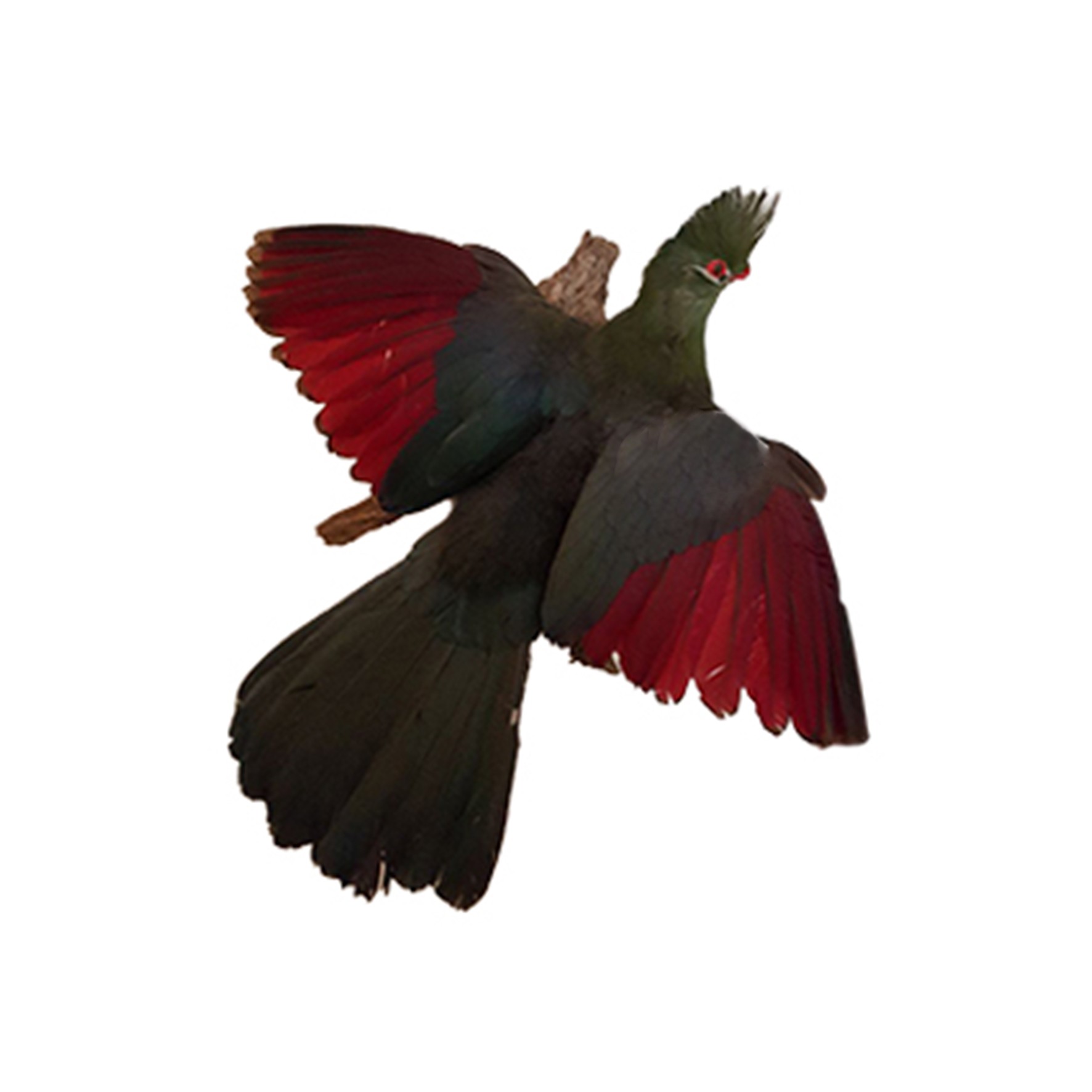 Purplecrested Lourie Full Mount