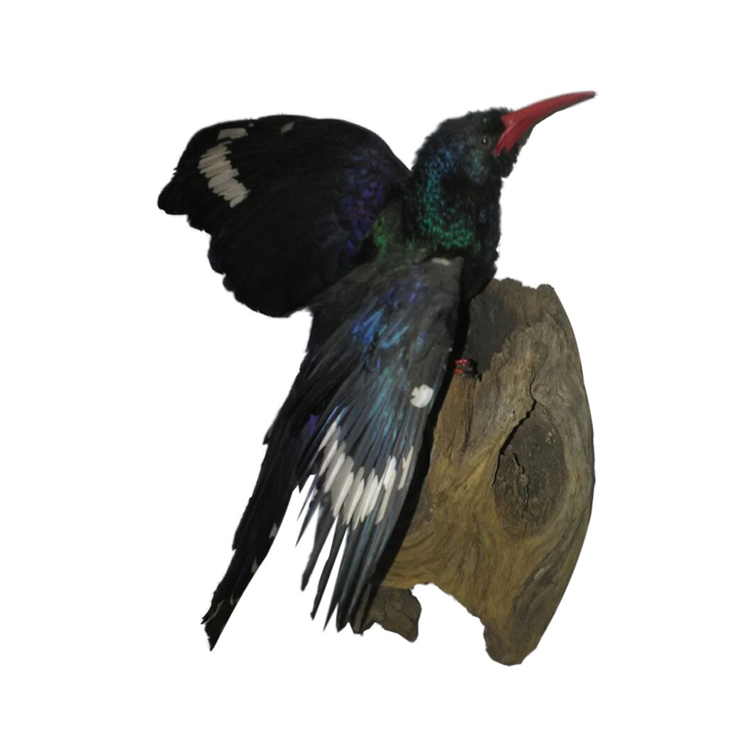 RED BILLED HOOPOE