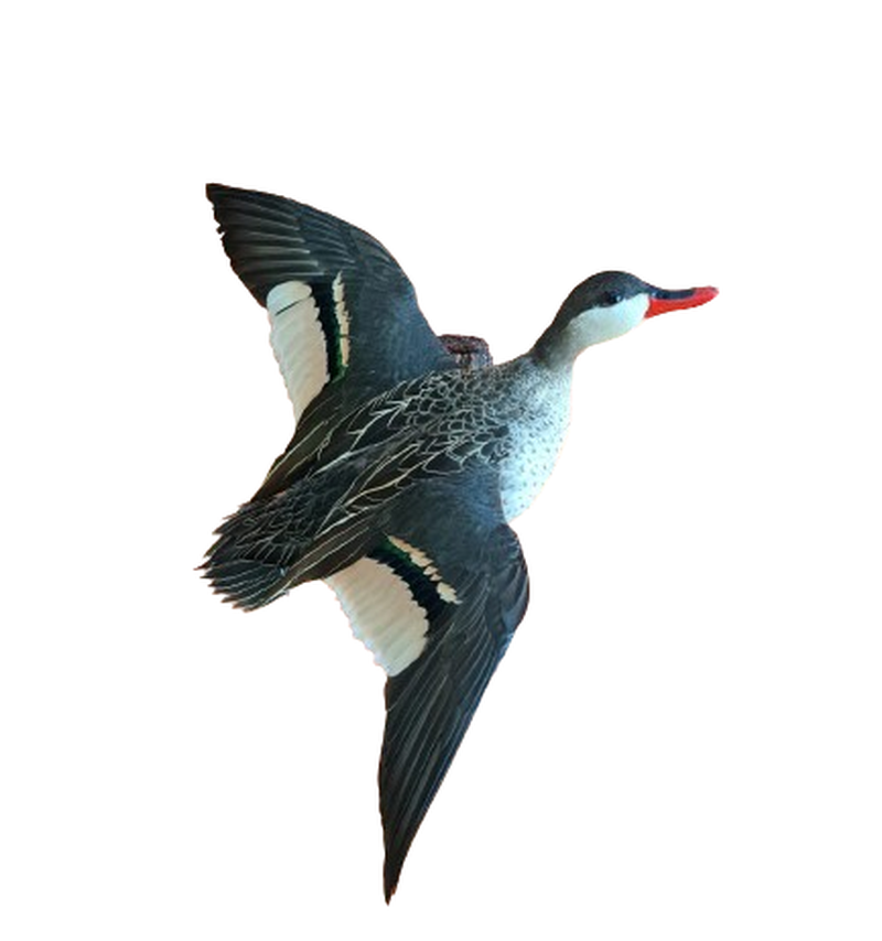 Red - Billed Teal