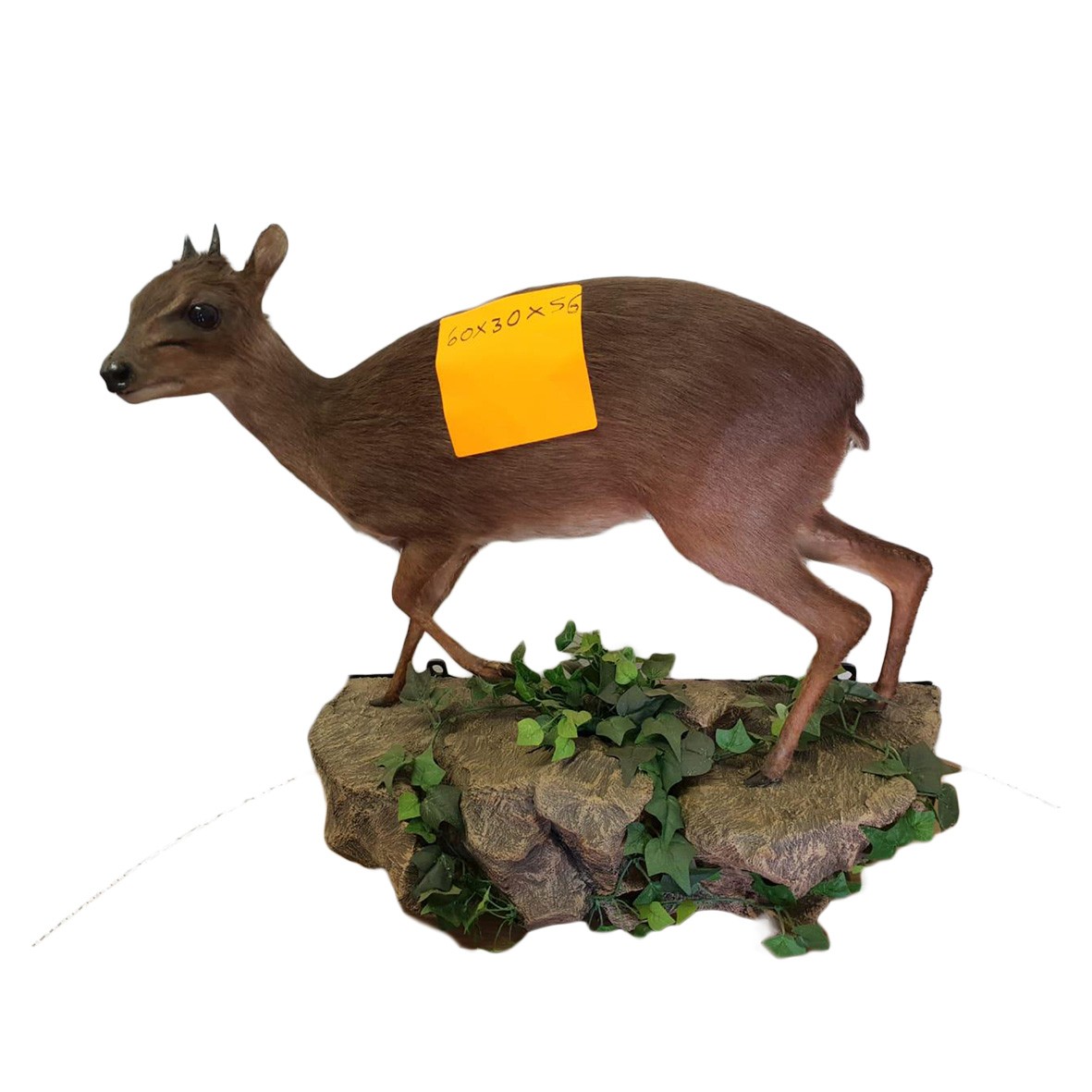 RED DUIKER FULL MOUNT RDFM20 - Image 3