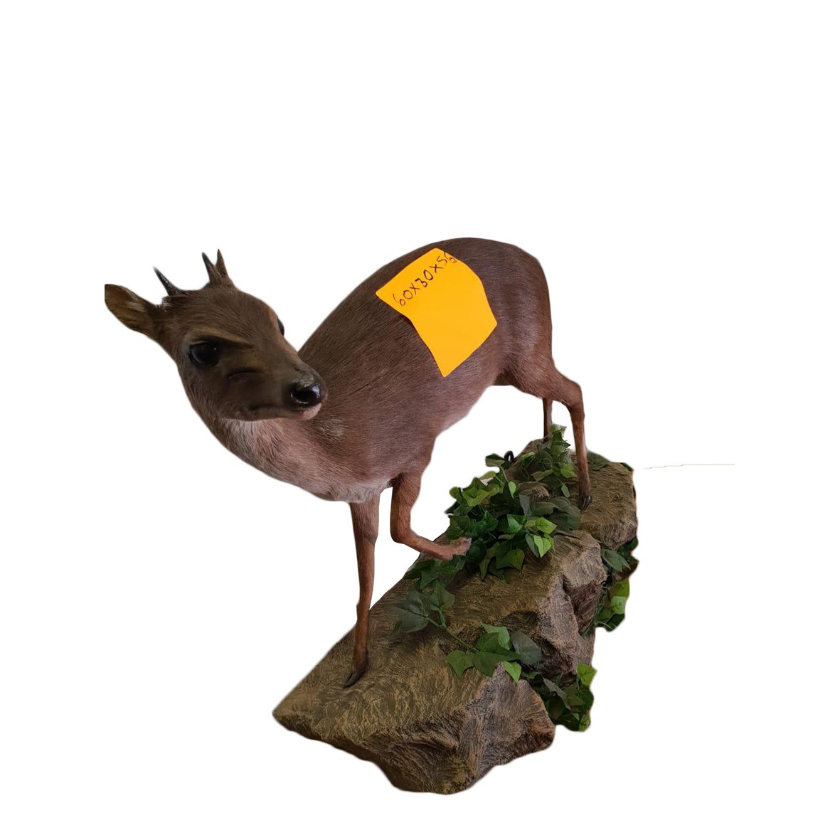 RED DUIKER FULL MOUNT RDFM20 - Image 4