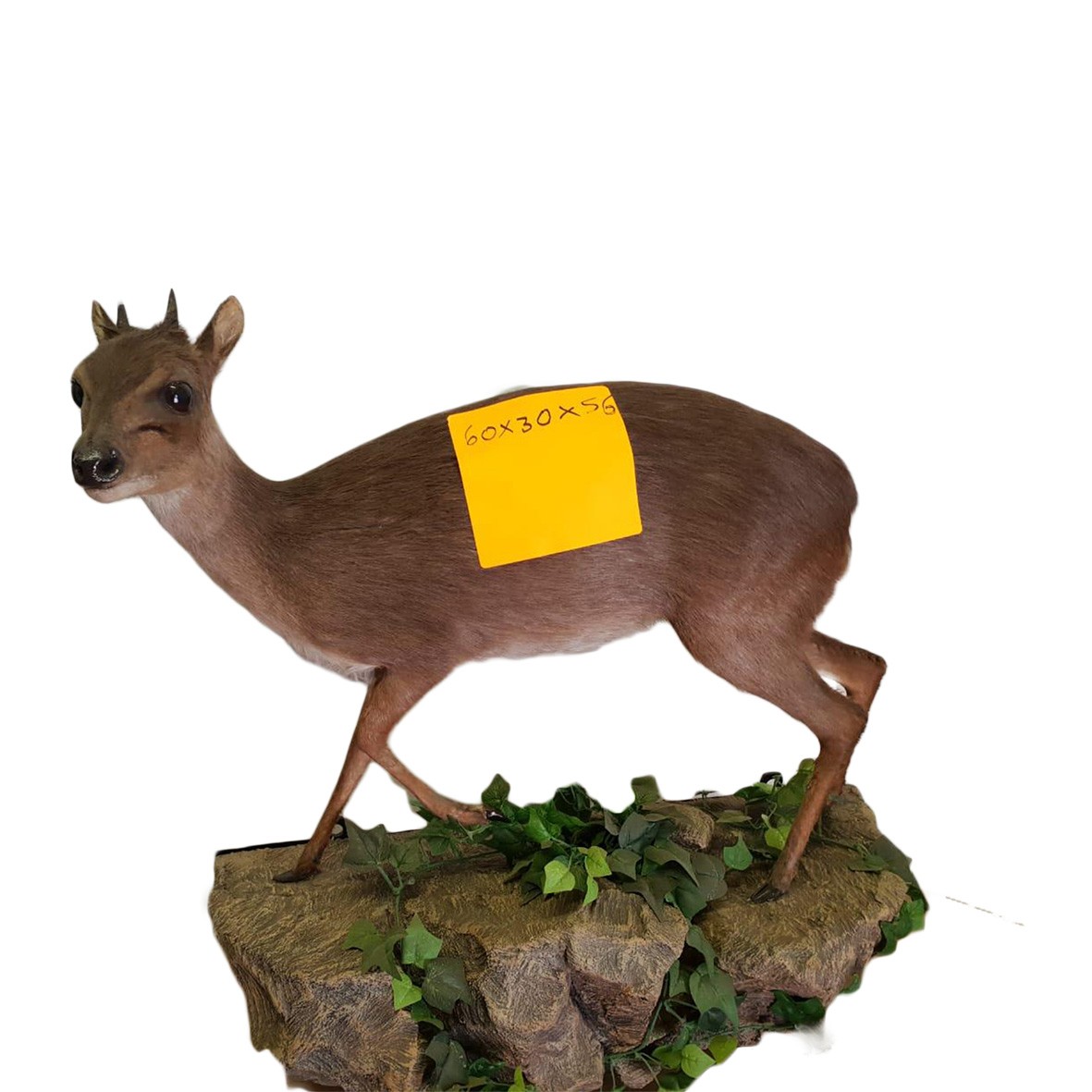 RED DUIKER FULL MOUNT RDFM20