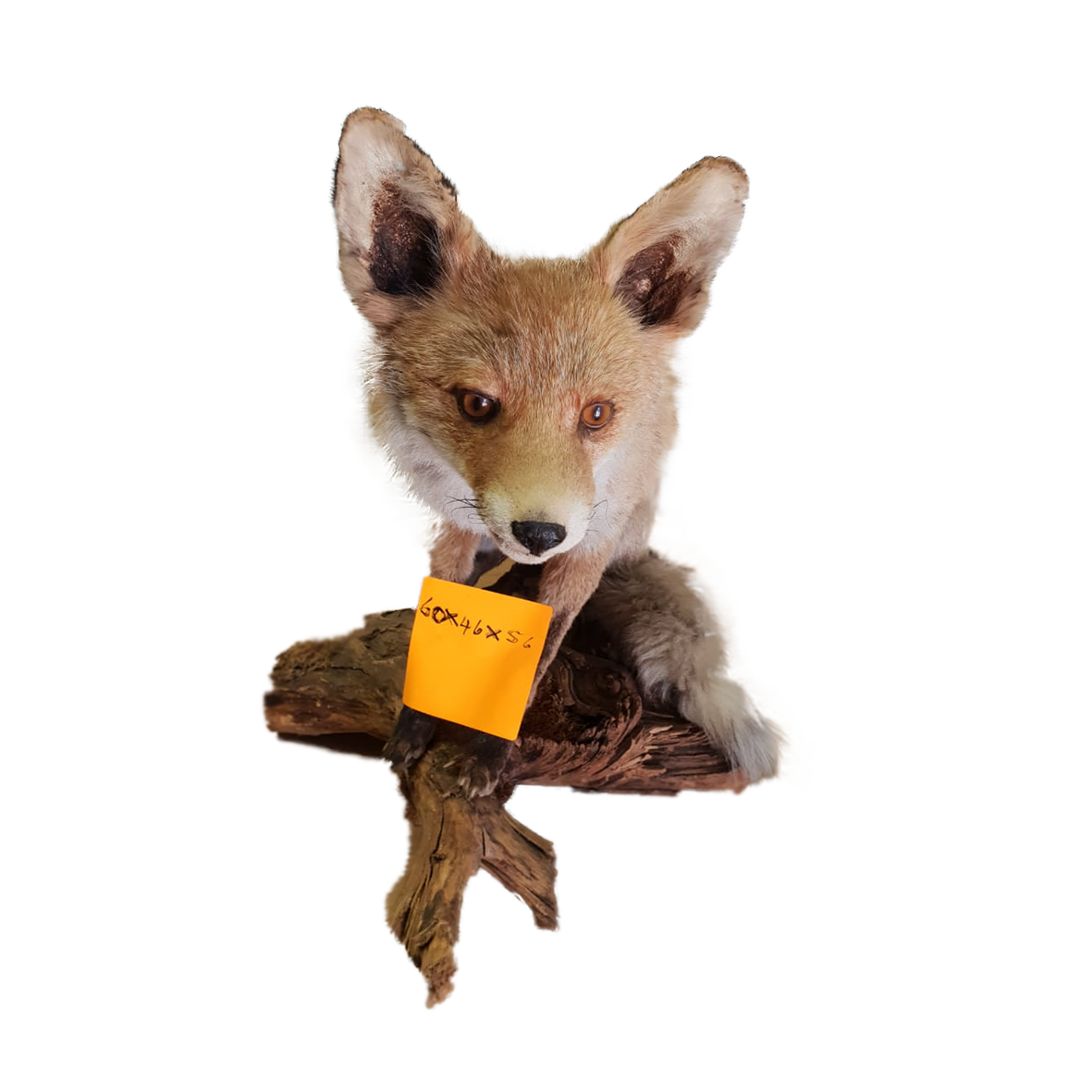 Red Fox Full Mount - Image 2