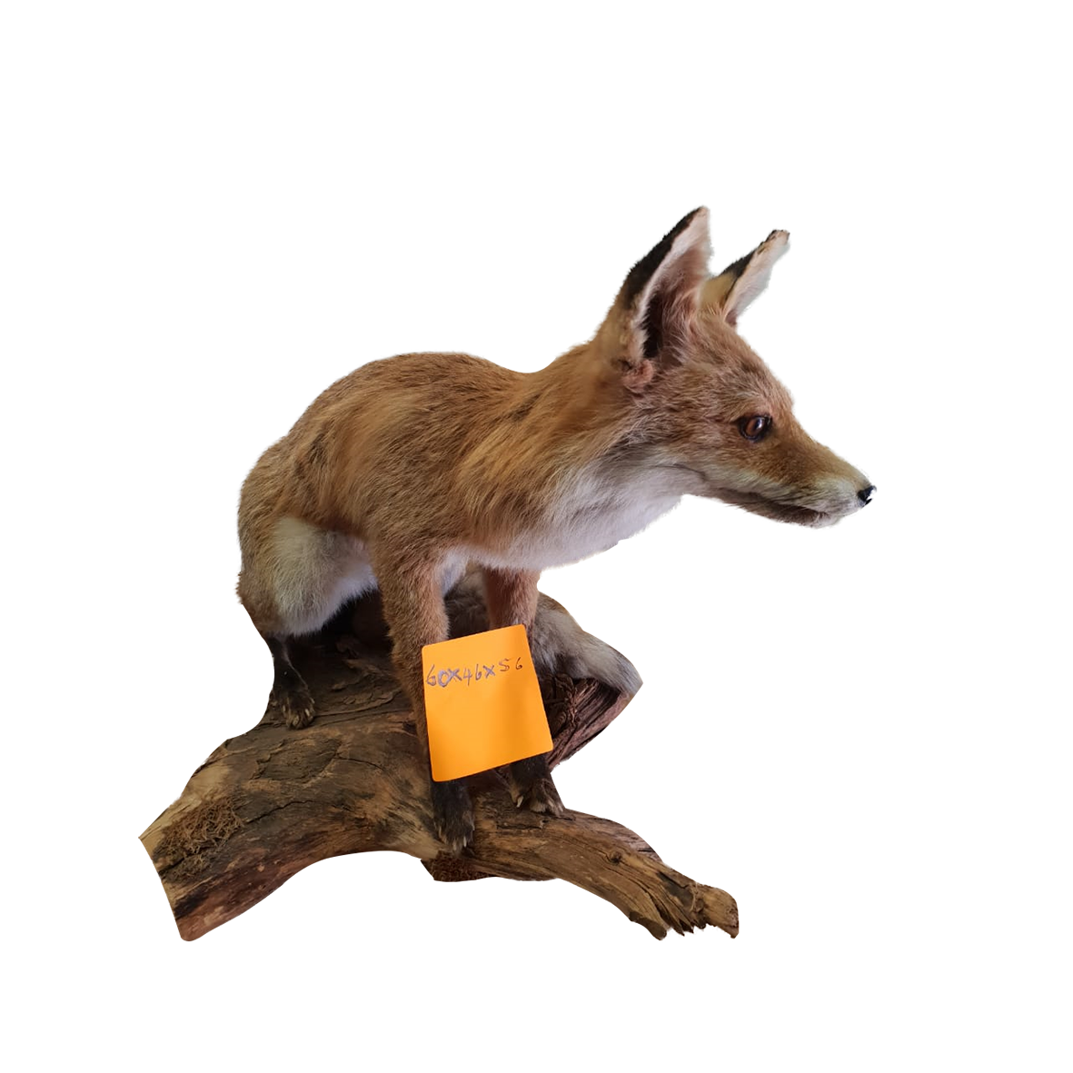 Red Fox Full Mount - Image 3