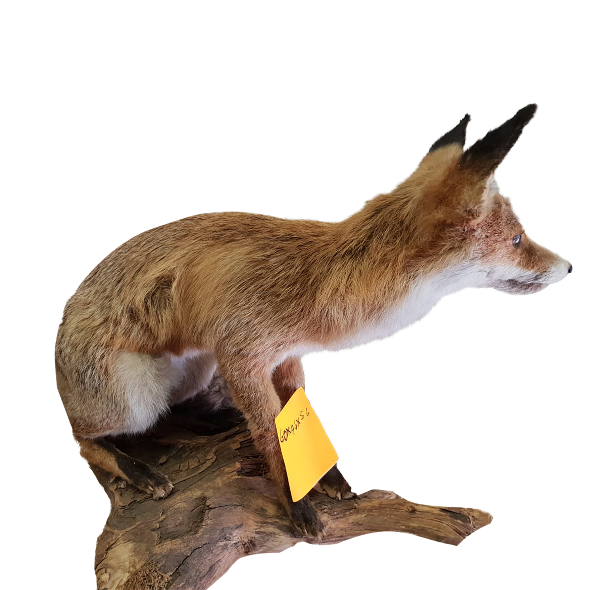 Red Fox Full Mount - Image 4