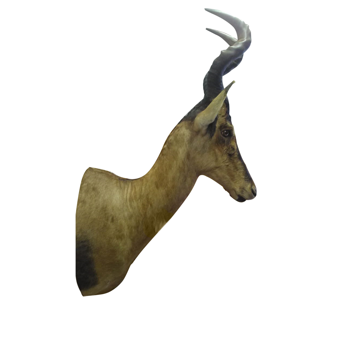 RED HARTEBEES SHOULDER MOUNT RHBSM2 - Image 2
