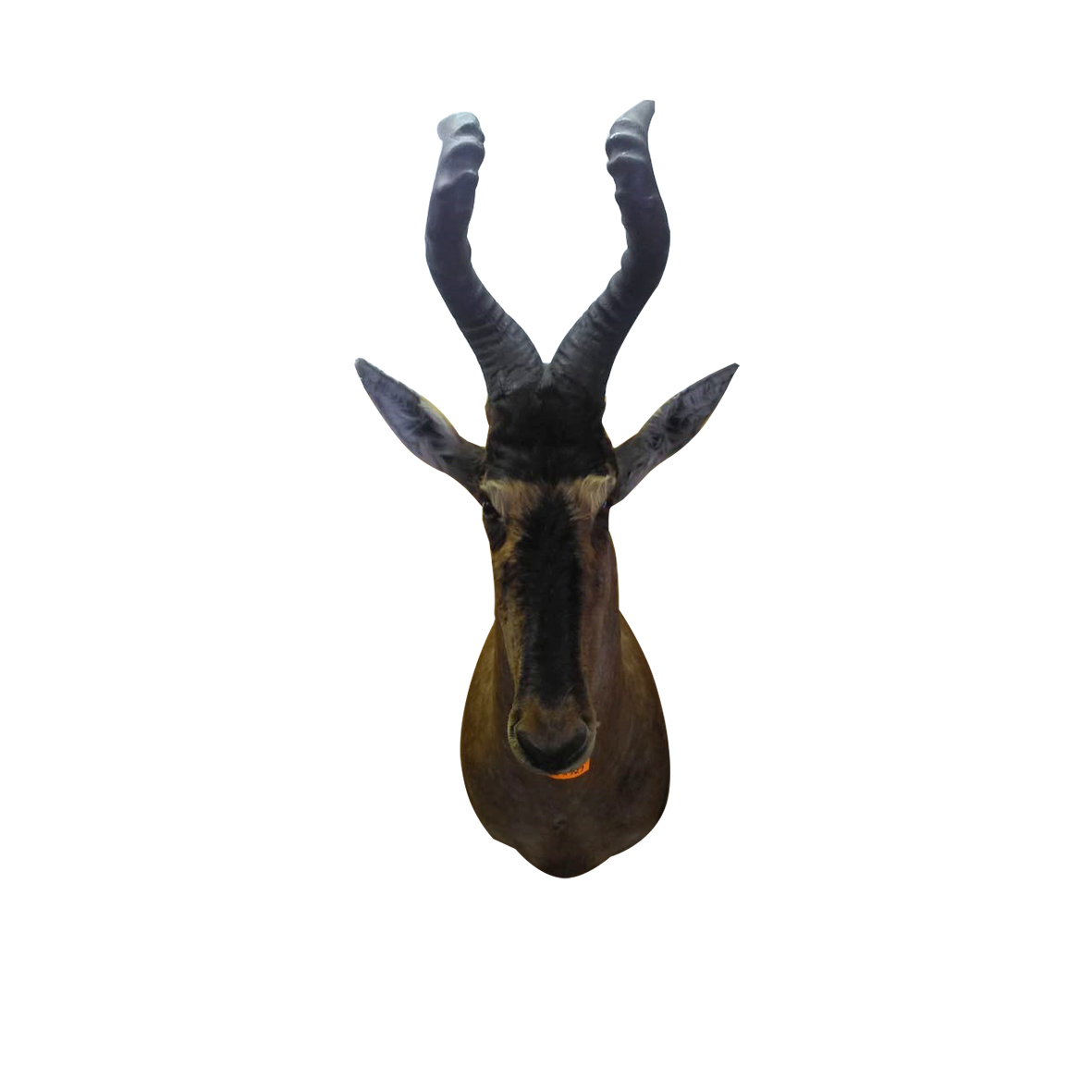 RED HARTEBEES SHOULDER MOUNT RHBSM2 - Image 3