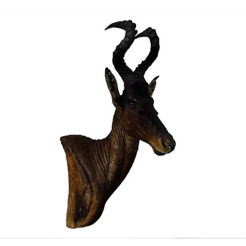 Red Hartebeest Pedestal Mount - RBH06 - Image 2