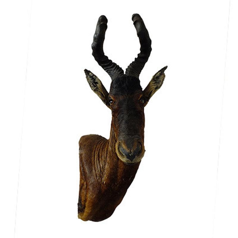Red Hartebeest Pedestal Mount - RBH06 - Image 3