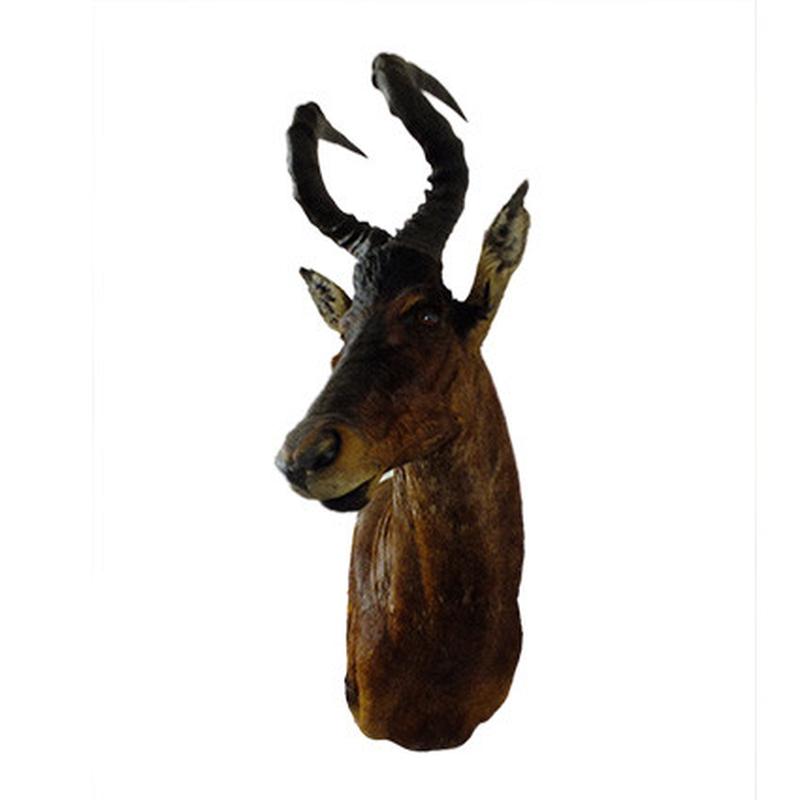 Red Hartebeest Pedestal Mount - RBH06 - Image 4