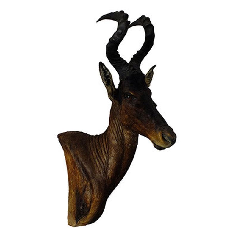 Red Hartebeest Pedestal Mount - RBH06 - Image 5