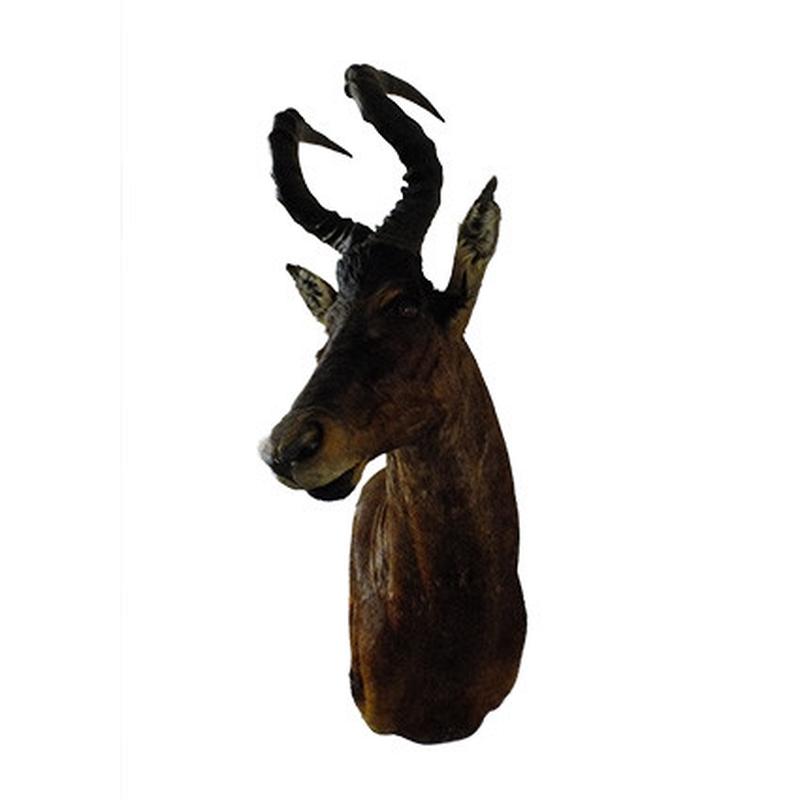 Red Hartebeest Pedestal Mount - RBH06 - Image 6