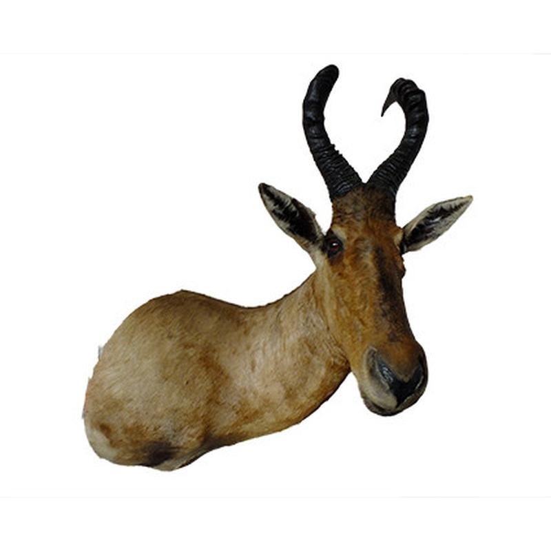 Red Hartebeest Shoulder Mount RHB01 - Image 2