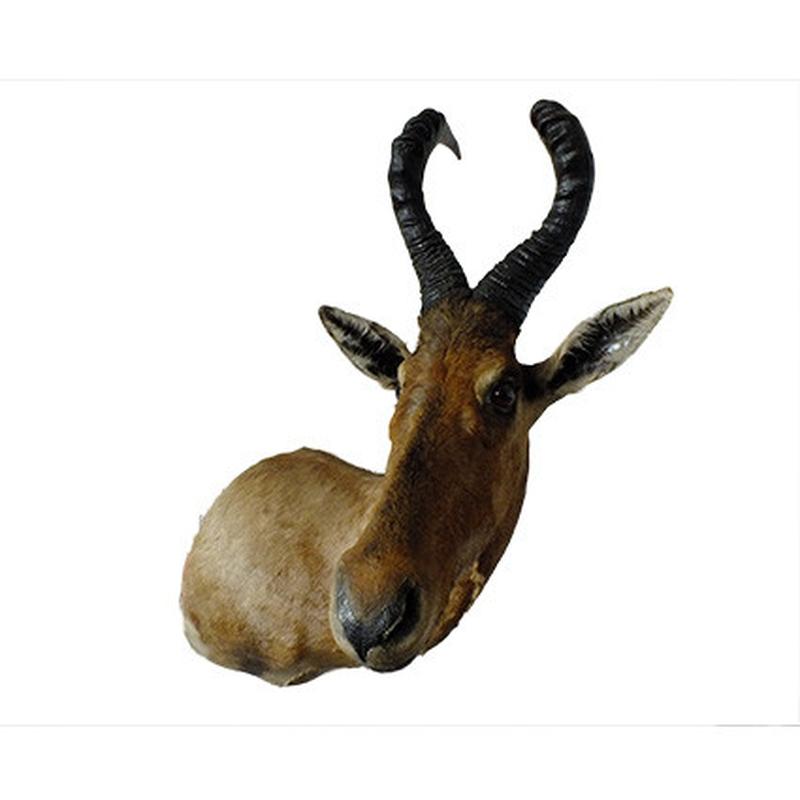 Red Hartebeest Shoulder Mount RHB01 - Image 3