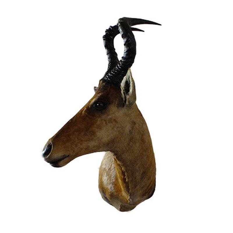 Red Hartebeest Shoulder Mount RHB01 - Image 4