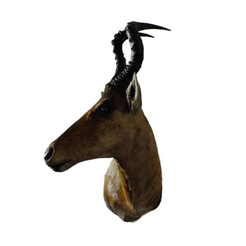 Red Hartebeest Shoulder Mount RHB01 - Image 5