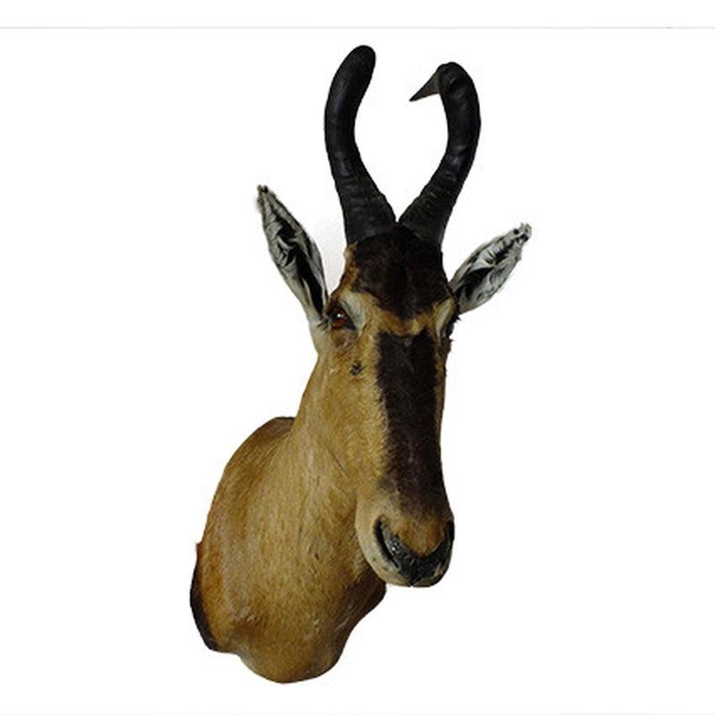 Red Hartebeest Shoulder Mount RHB02 - Image 2