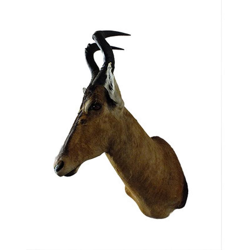 Red Hartebeest Shoulder Mount RHB02 - Image 3