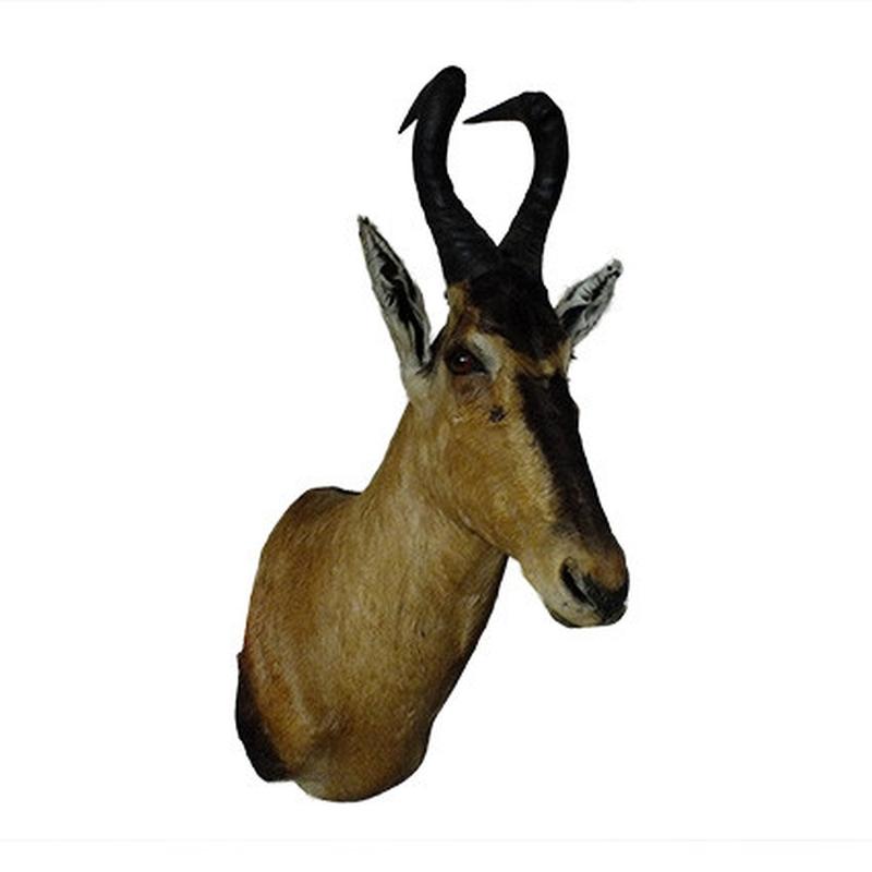 Red Hartebeest Shoulder Mount RHB02 - Image 4