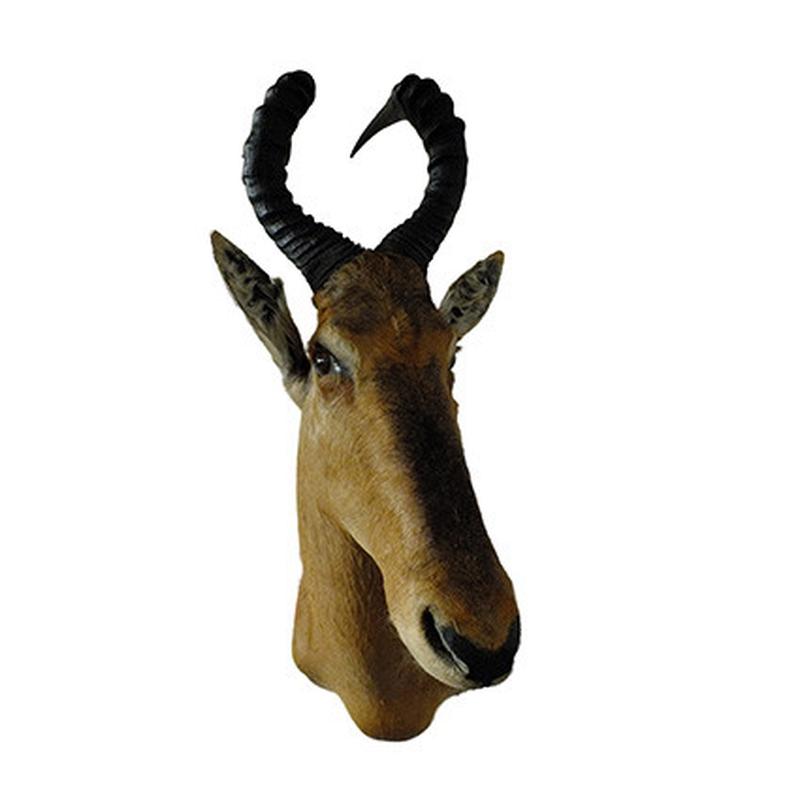 Red Hartebeest Shoulder Mount RHB03 - Image 2