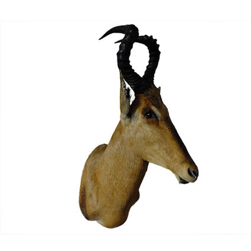 Red Hartebeest Shoulder Mount RHB03 - Image 3