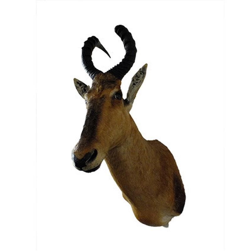 Red Hartebeest Shoulder Mount RHB03