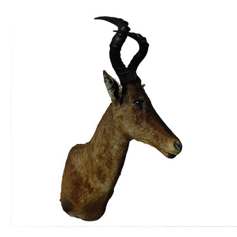 Red Hartebeest Shoulder Mount RHB04 - Image 2