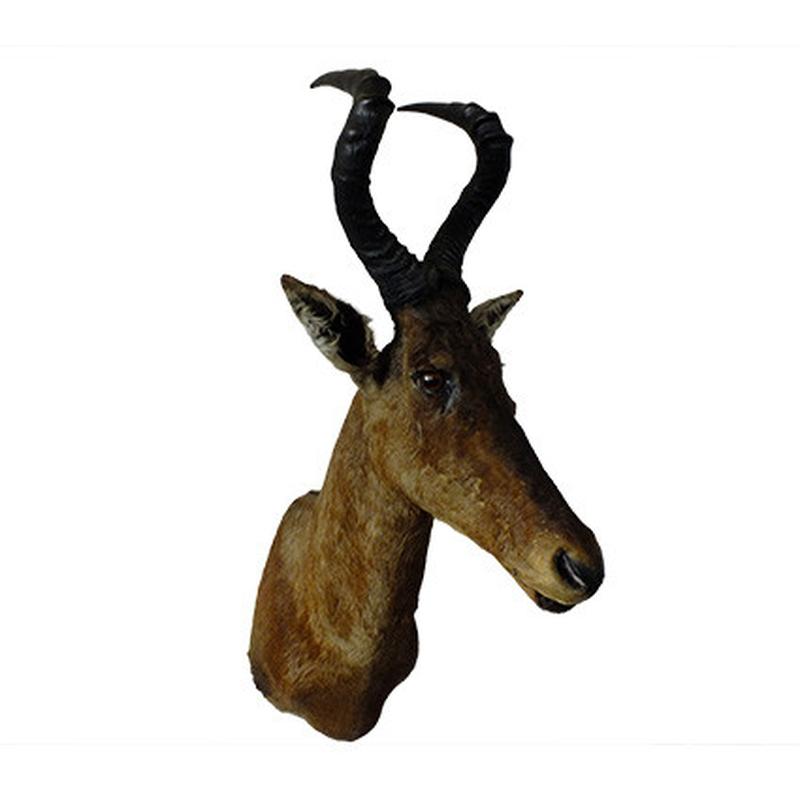 Red Hartebeest Shoulder Mount RHB04 - Image 3