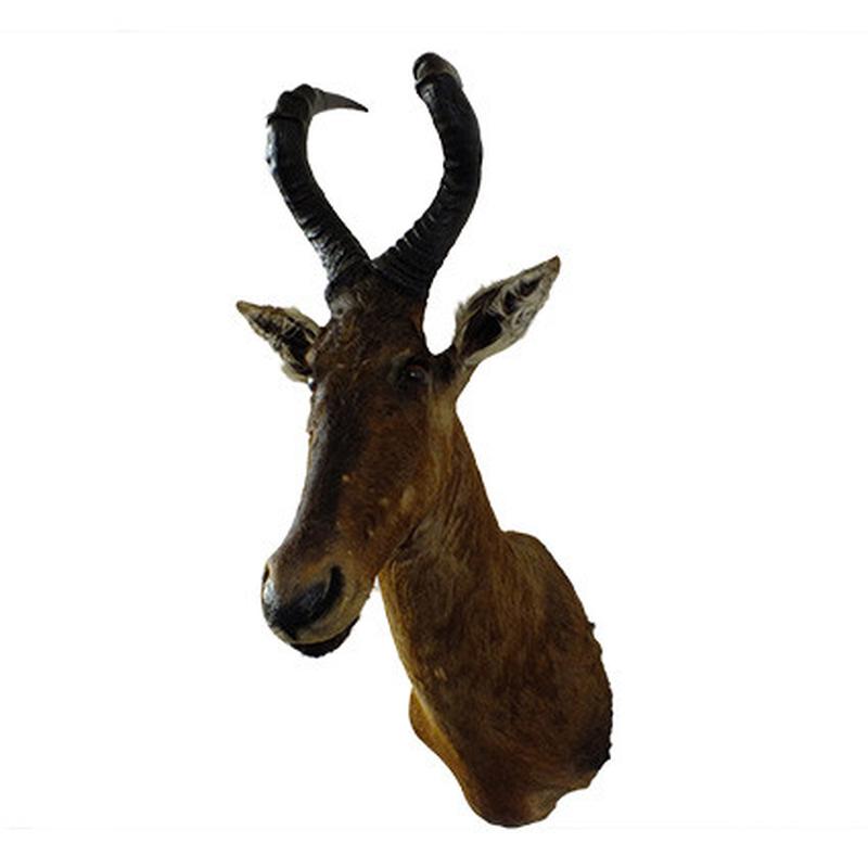 Red Hartebeest Shoulder Mount RHB04