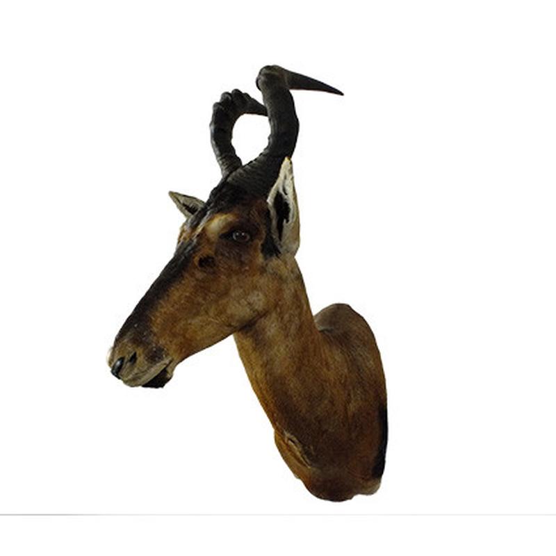 Red Hartebeest Shoulder Mount RHB05 - Image 3