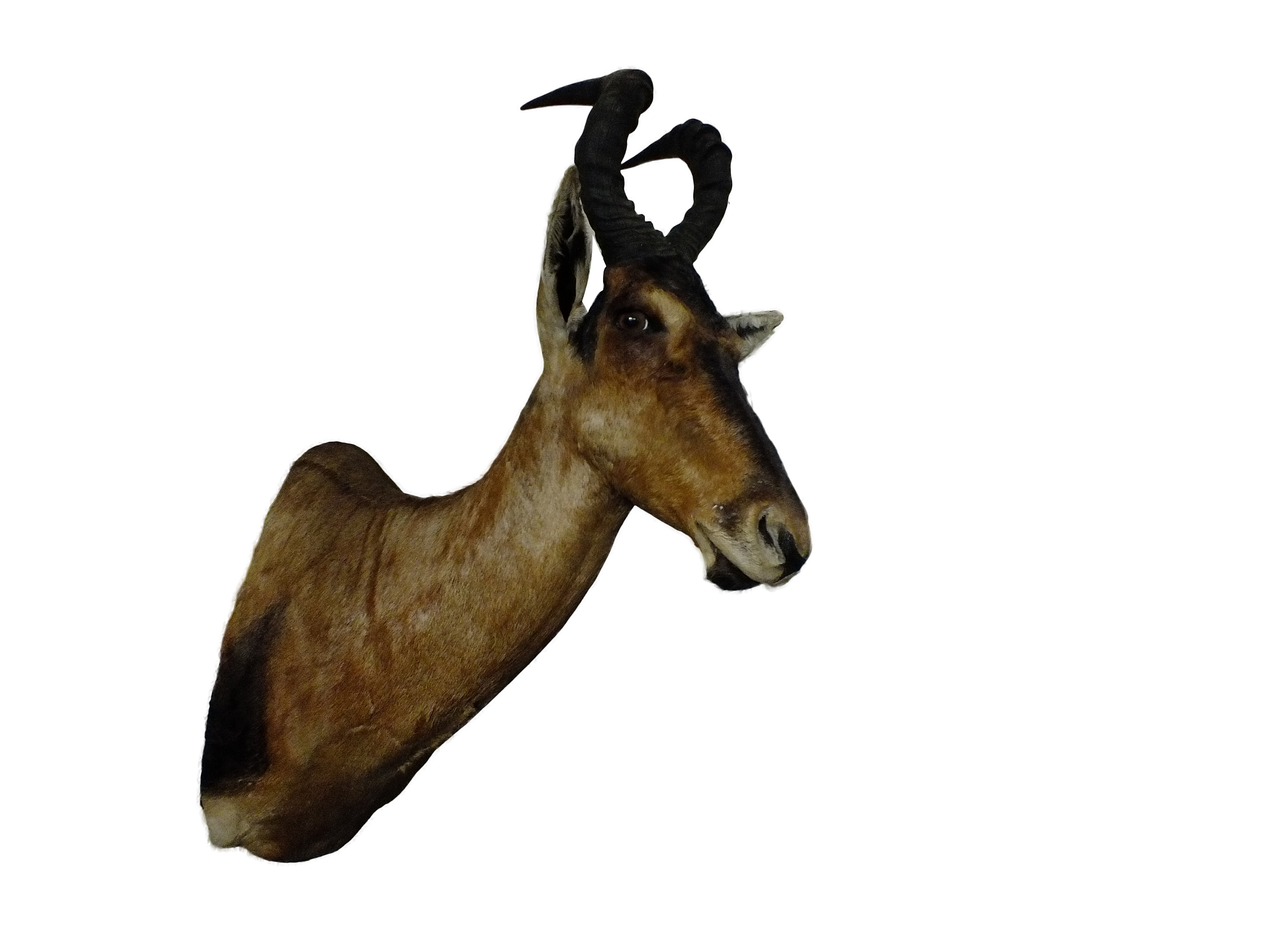 Red Hartebeest Shoulder Mount RHB05 - Image 4