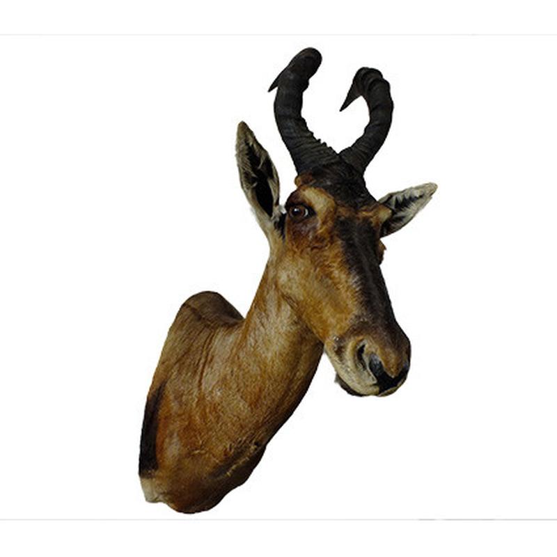 Red Hartebeest Shoulder Mount RHB05