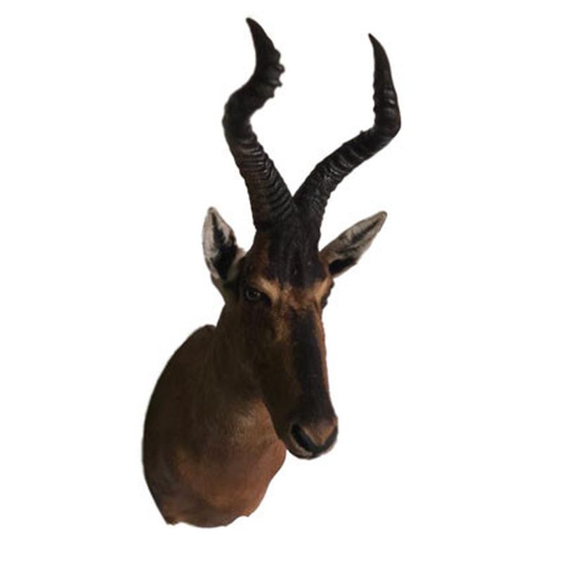 Red Hartebeest Shoulder Mount RHB09 - Image 2