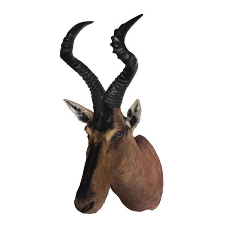 Red Hartebeest Shoulder Mount RHB09 - Image 4