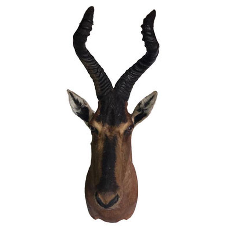 Red Hartebeest Shoulder Mount RHB09