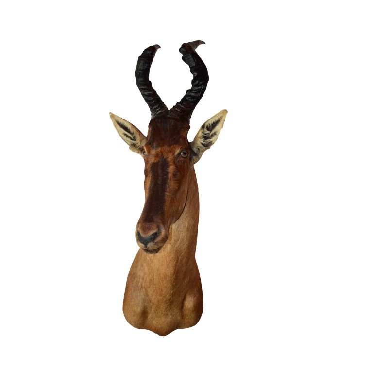 Red Hartebeest Shoulder Mount THSM21 - Image 2