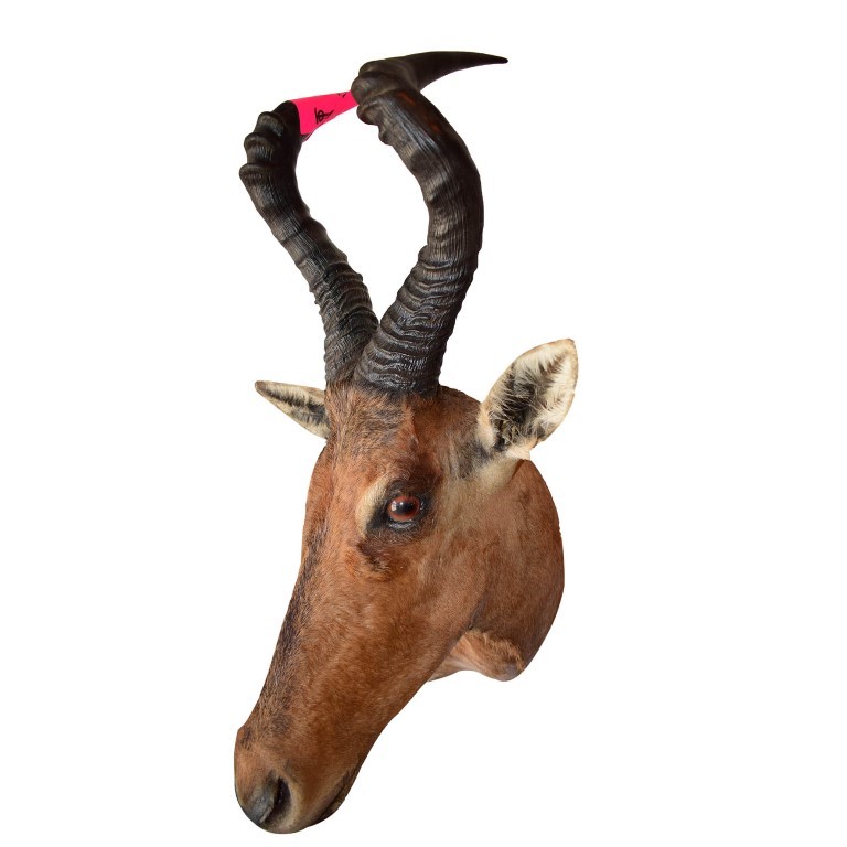 Red Hartebeest Shoulder Mount THSM22 - Image 2