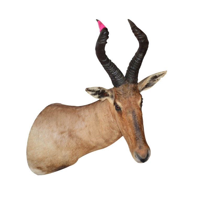 Red Hartebeest Shoulder Mount THSM22